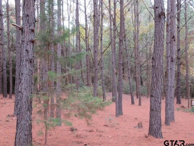 a view of a yard with trees