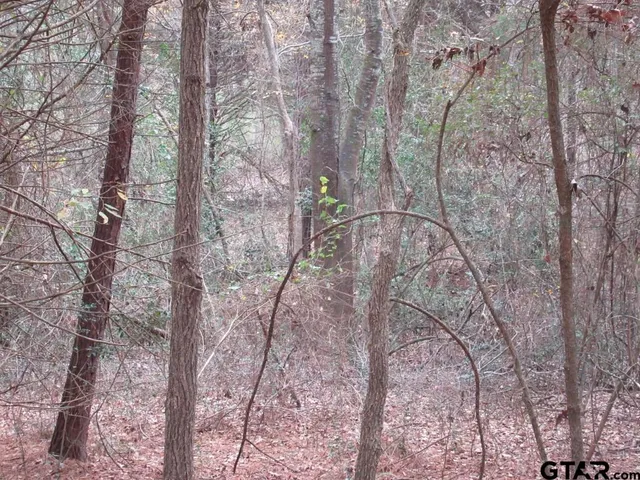 a view of a forest with a yard