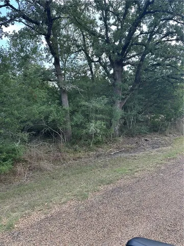 a view of a forest with trees in the background