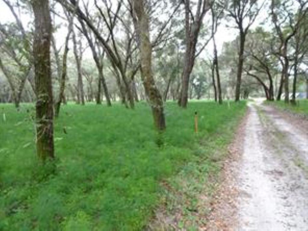 610 Burnsed Road Pierson, FL 32180 - Photo 3 of 14