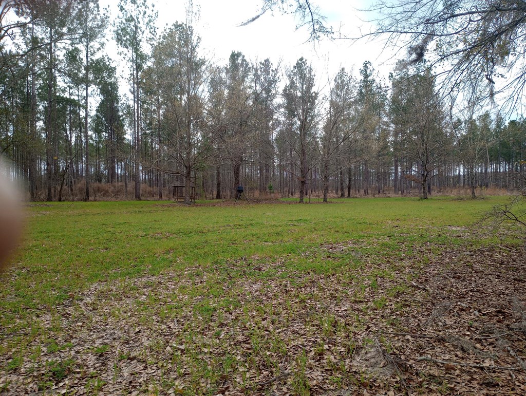 0 South Springhill Road Gordon, AL 36343 - Photo 5 of 5