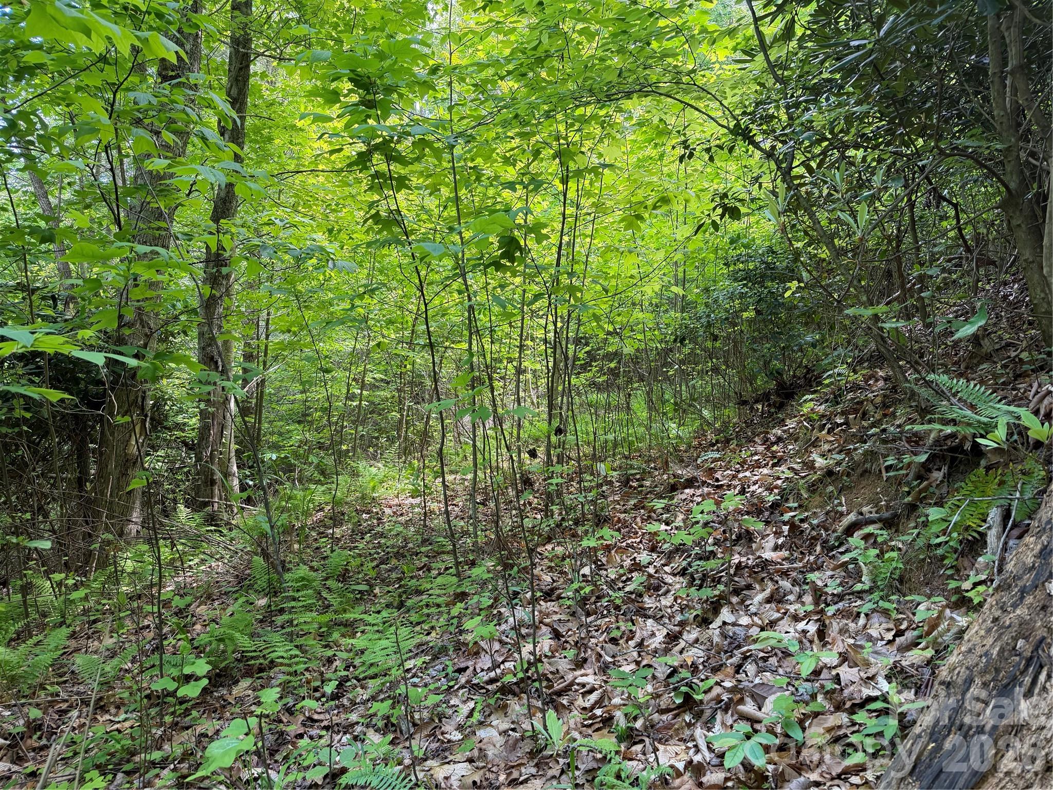 408 Arvil Gosnell Road Marshall, NC 28753 - Photo 13 of 31 a view of a lush green forest
