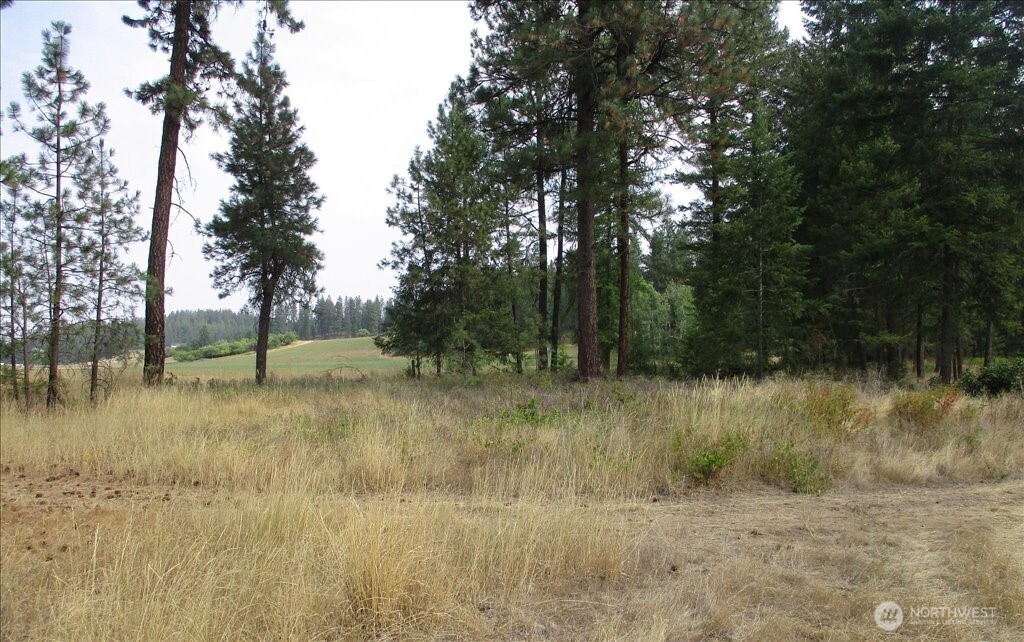 -nka North Orchard Bluff Road Chattaroy, WA 99003 - Photo 38 of 40