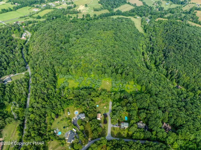 a view of a lush green forest