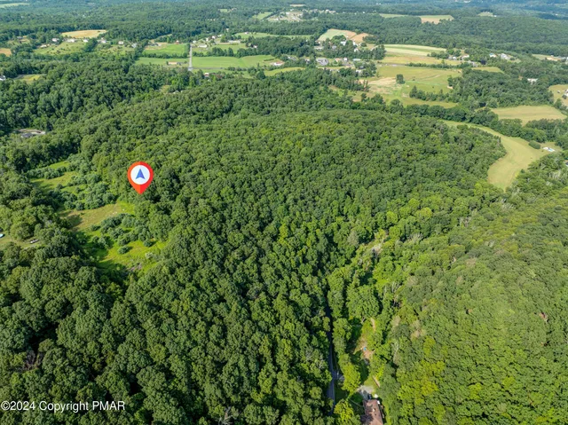 a view of a lush green forest