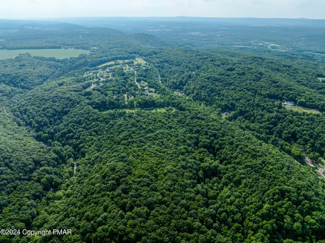 view of a lush green forest with lots of trees