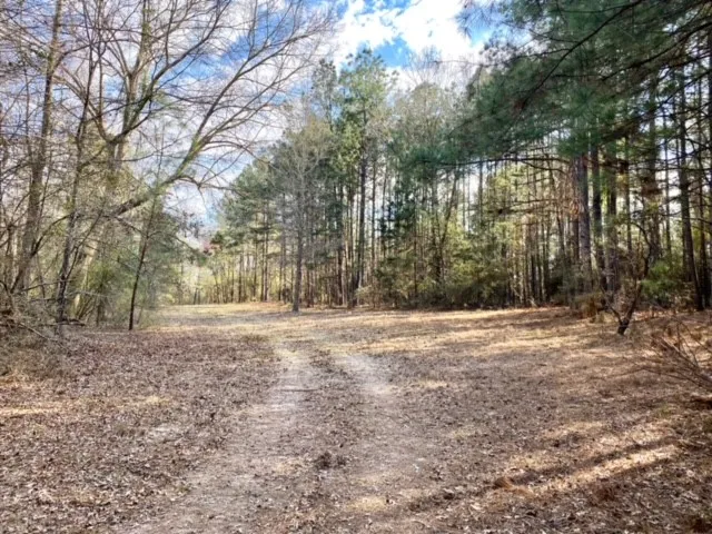 a view of a yard with trees