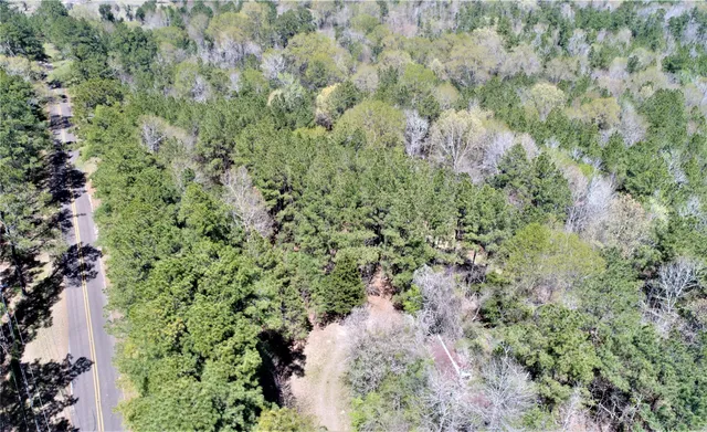 a view of a forest with a tree