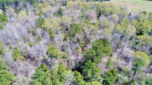 a view of a garden with a tree