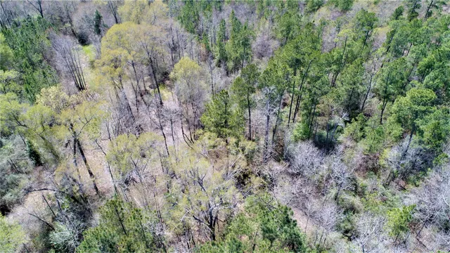 a view of a forest with a tree