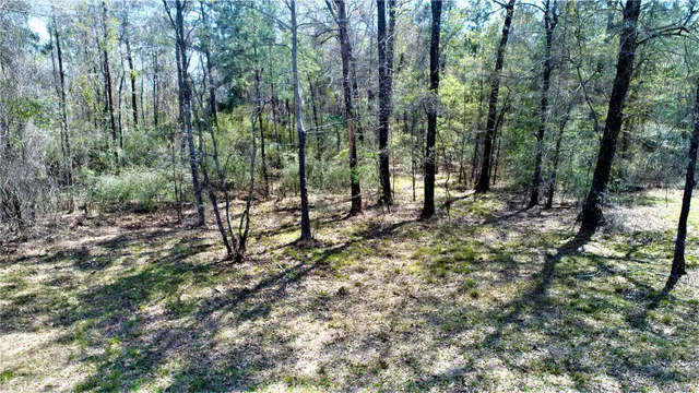 a view of a forest with trees