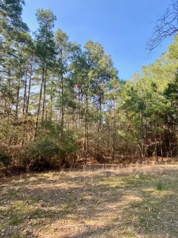 a view of a yard with plants and trees