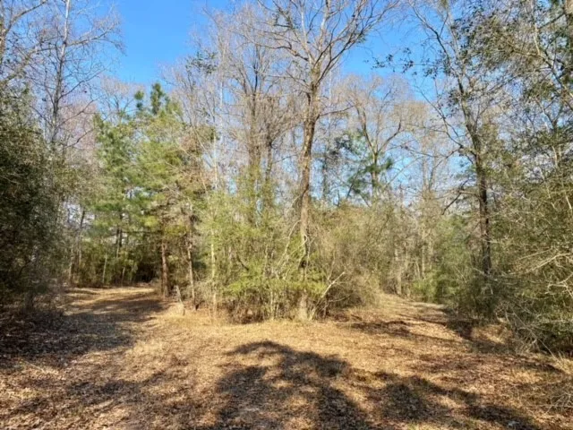 a view of a yard with trees