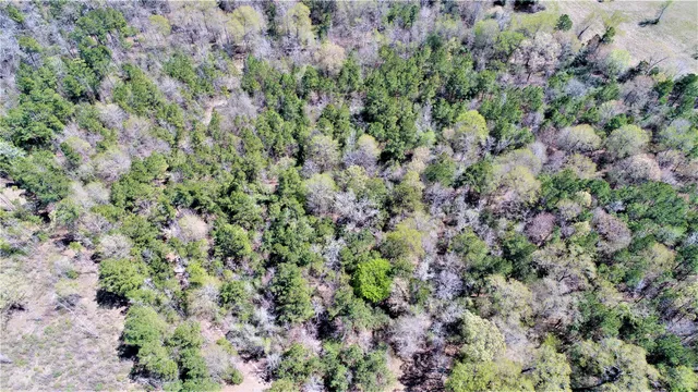 a view of a garden with a plant