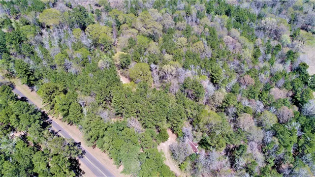 a view of a forest with a tree