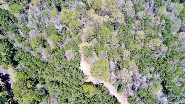 a close up of a plant in a garden