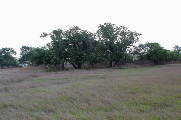 a view of a forest with trees in the background