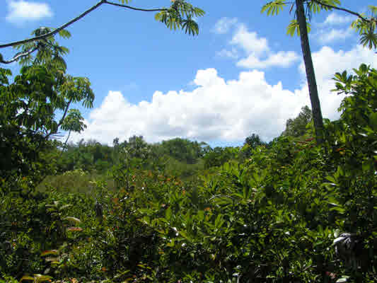 1 Sadilek Road Pahoa, HI 96778 - Photo 1 of 2 Gallery Image 1