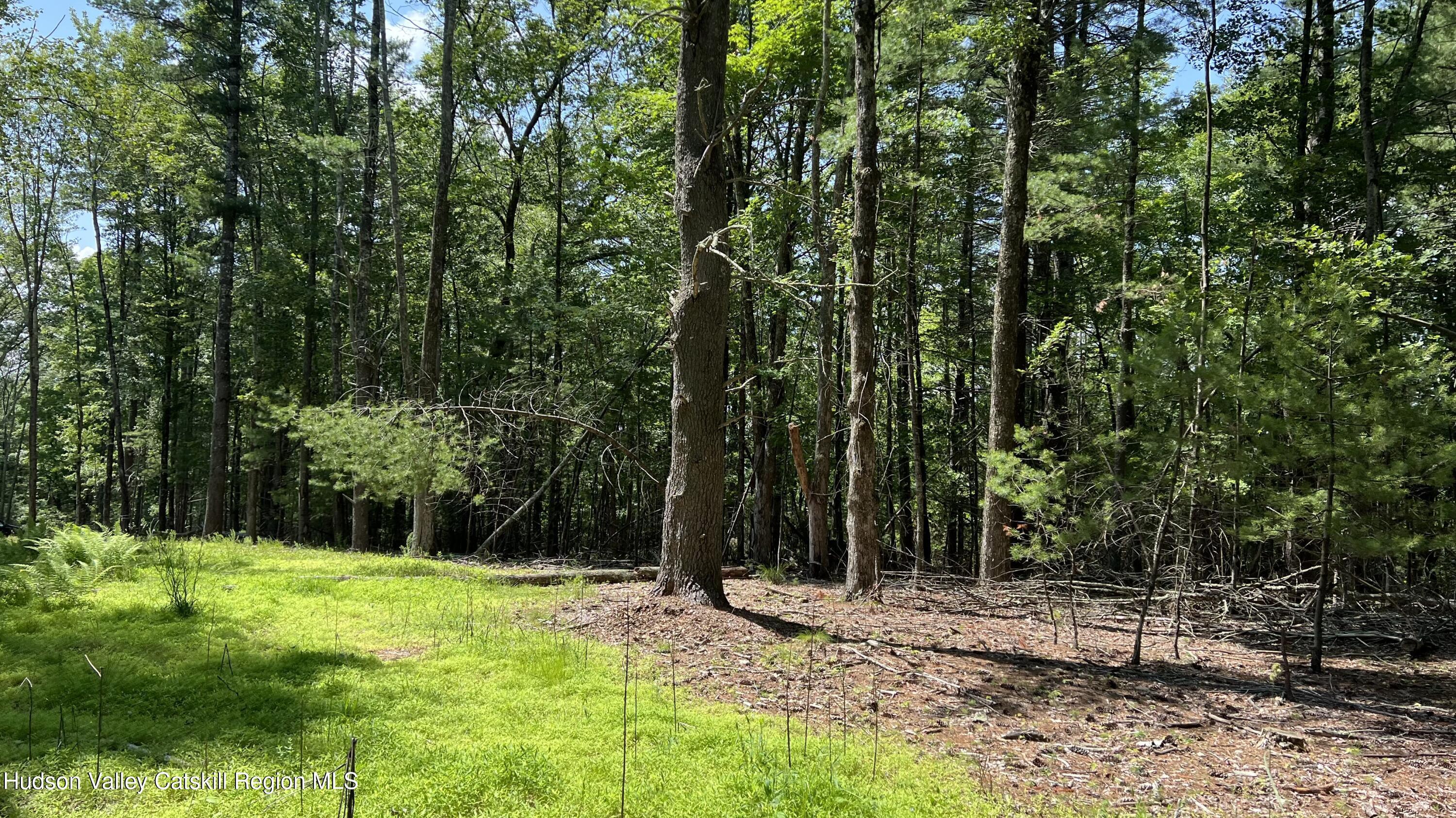 10 Rockaway Road Accord, NY 12404 - Photo 16 of 33 a view of a tree in a yard