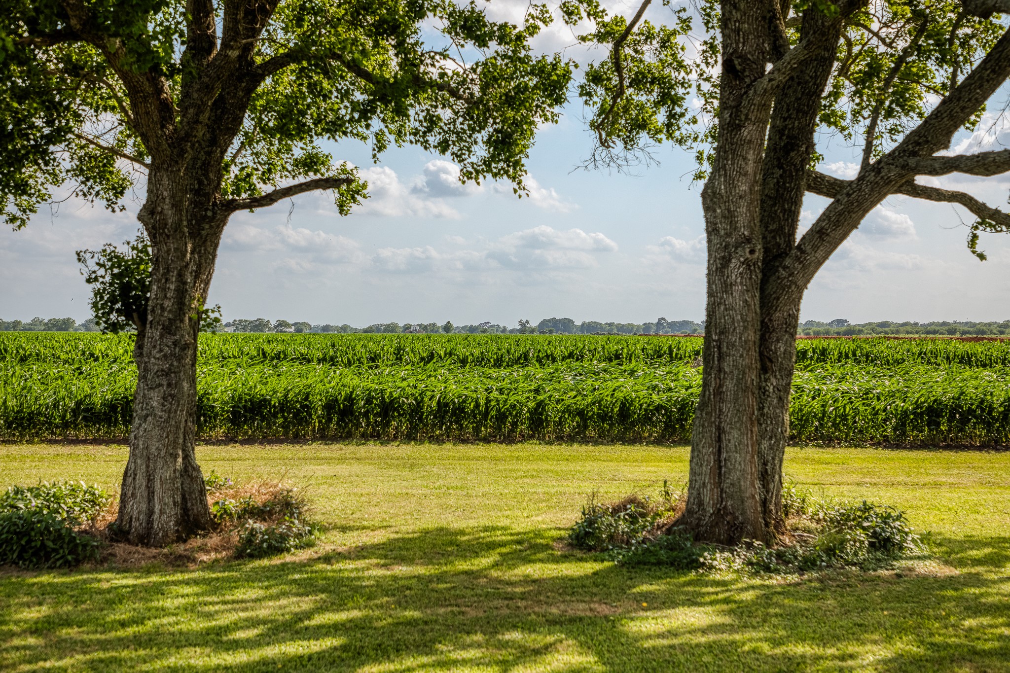 1923 Beasley West End Road Beasley, TX 77417 - Photo 3 of 12