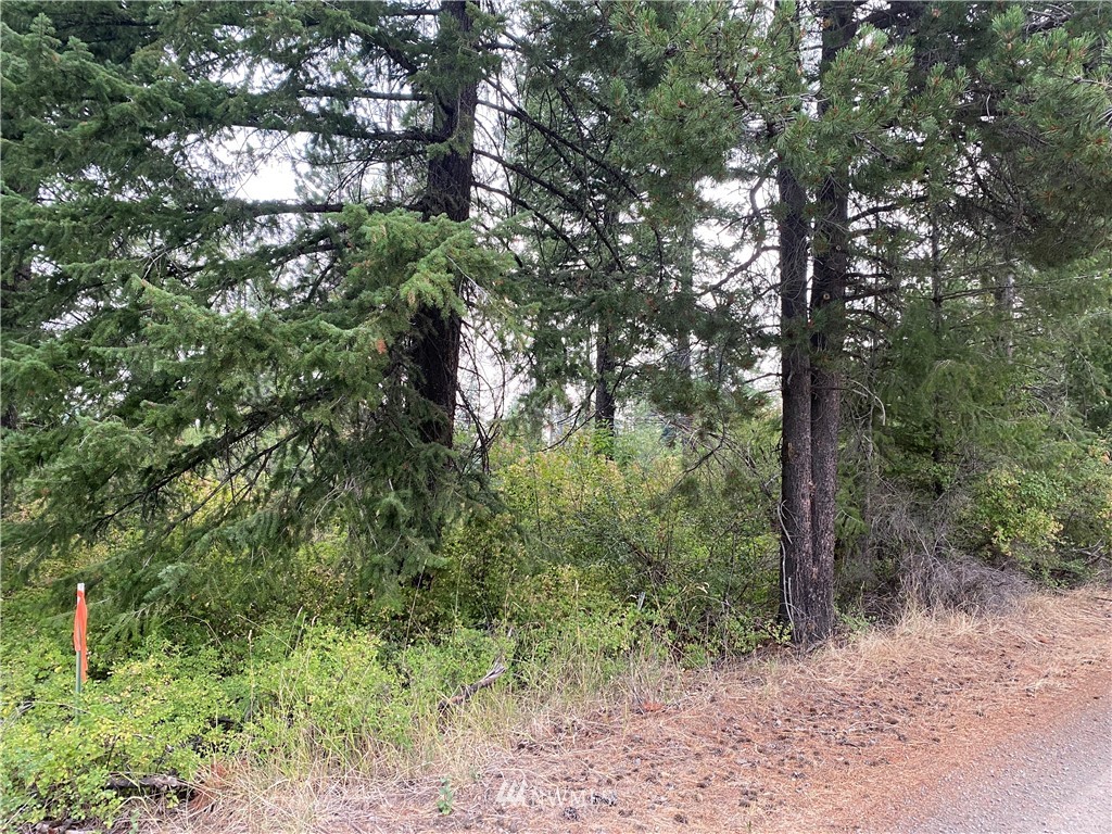 0 Tucker Road Dayton, WA 99328 - Photo 3 of 4 a view of a forest with trees