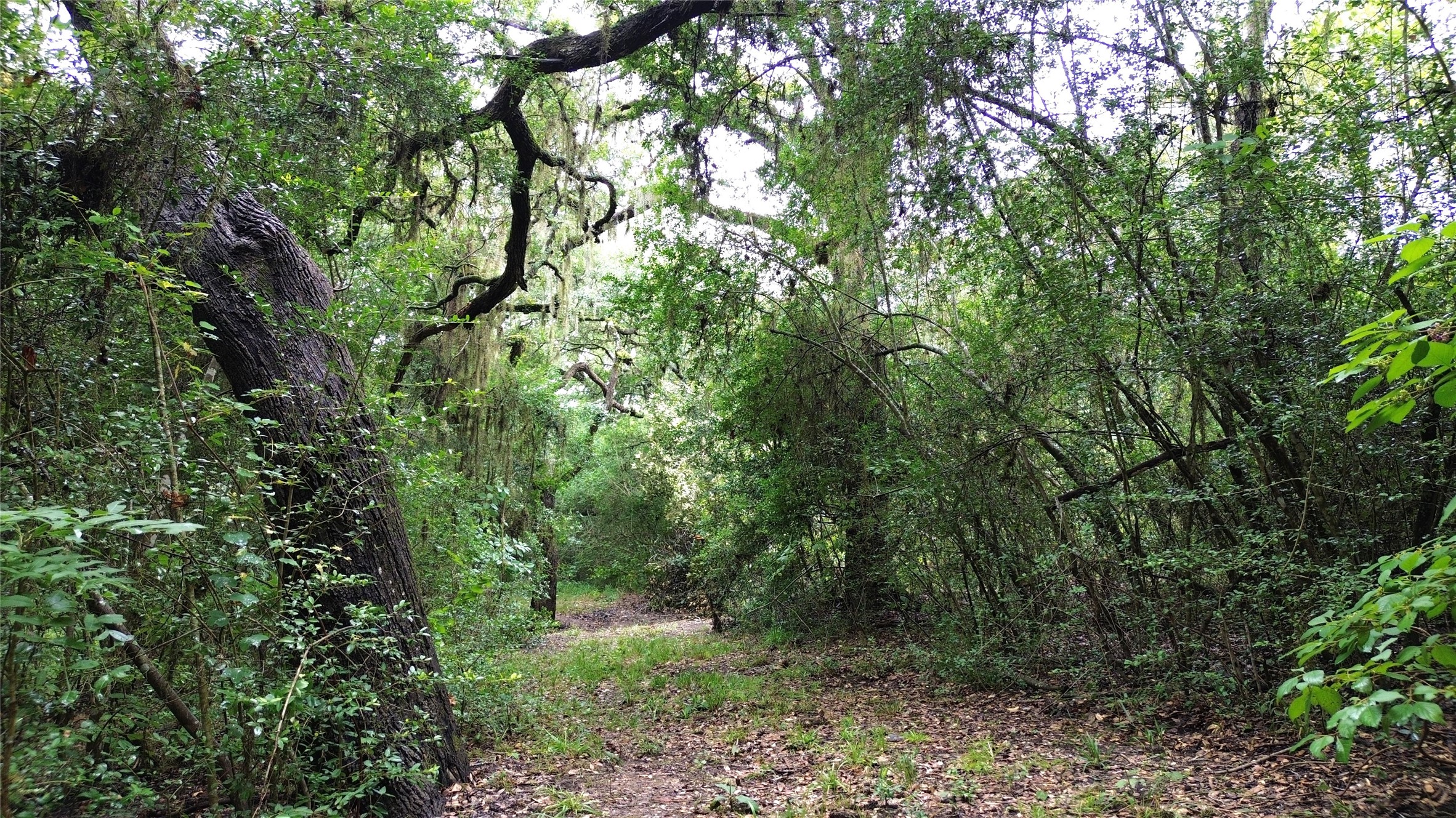 217 County Road 217 Weimar, TX 78962 - Photo 14 of 21 Trails through the woods for adventure