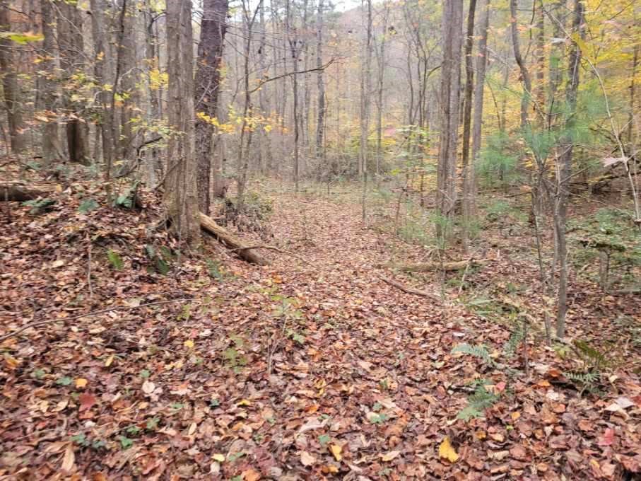 0 Chopped Oak Road Ellijay, GA 30540 - Photo 3 of 12 Gallery Image 3