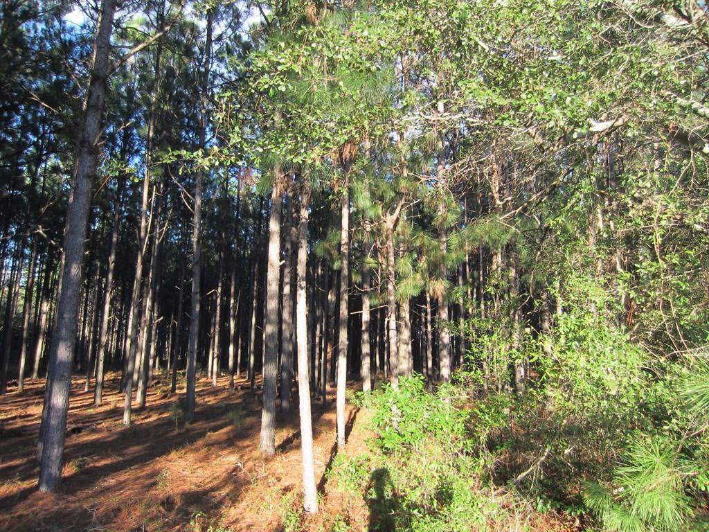 1475 Keys Pond Road Ridge Spring, SC 29129 - Photo 4 of 13