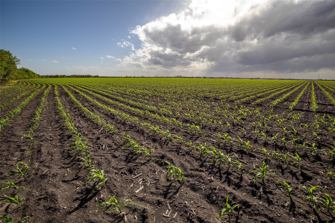 95 St Taylor Tx 76574 Taylor, TX 76574 - Photo 9 of 13 a view of a yard with wooden fence