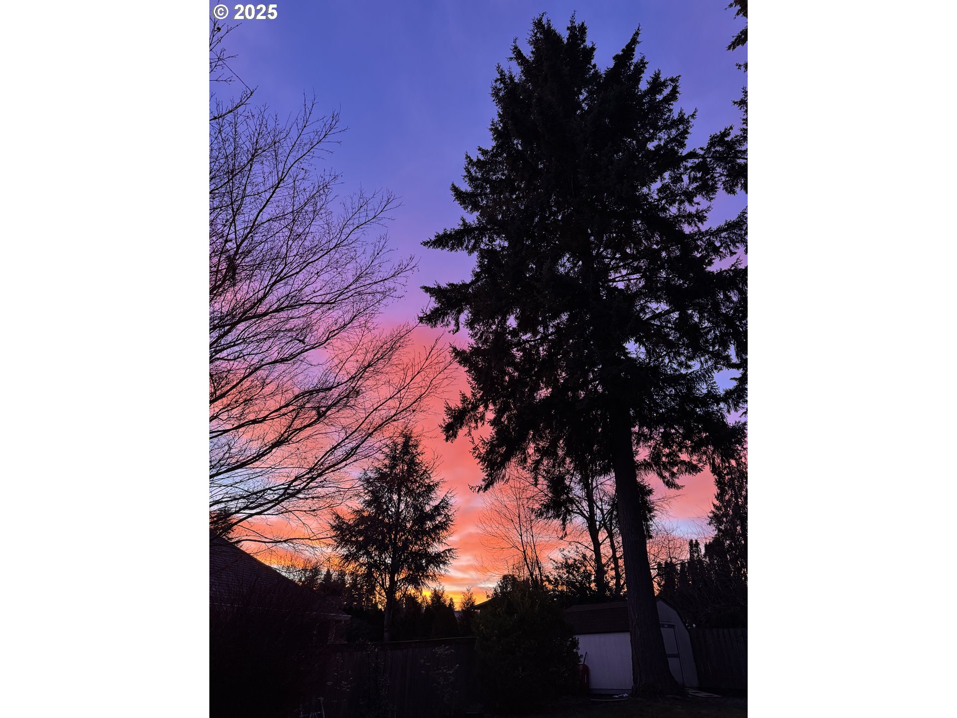 20259 Southwest Celebrity Street Beaverton, OR 97078 - Photo 37 of 40 a view of a tree in a yard