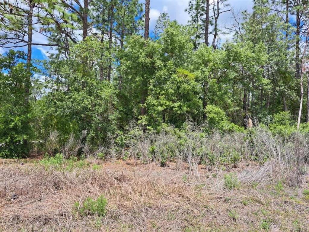 0 Southwest 125th Ct Road Dunnellon, FL 34432 - Photo 3 of 5