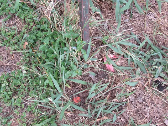 a view of a backyard with trees