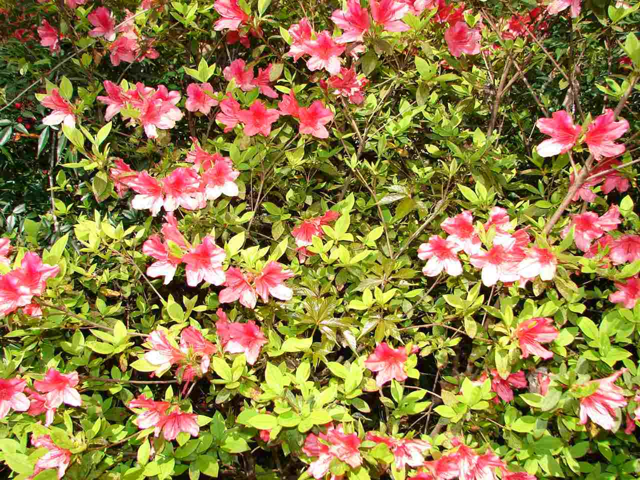 409 Vernon Terrace Raleigh, NC 27609 - Photo 22 of 23 Azaleas