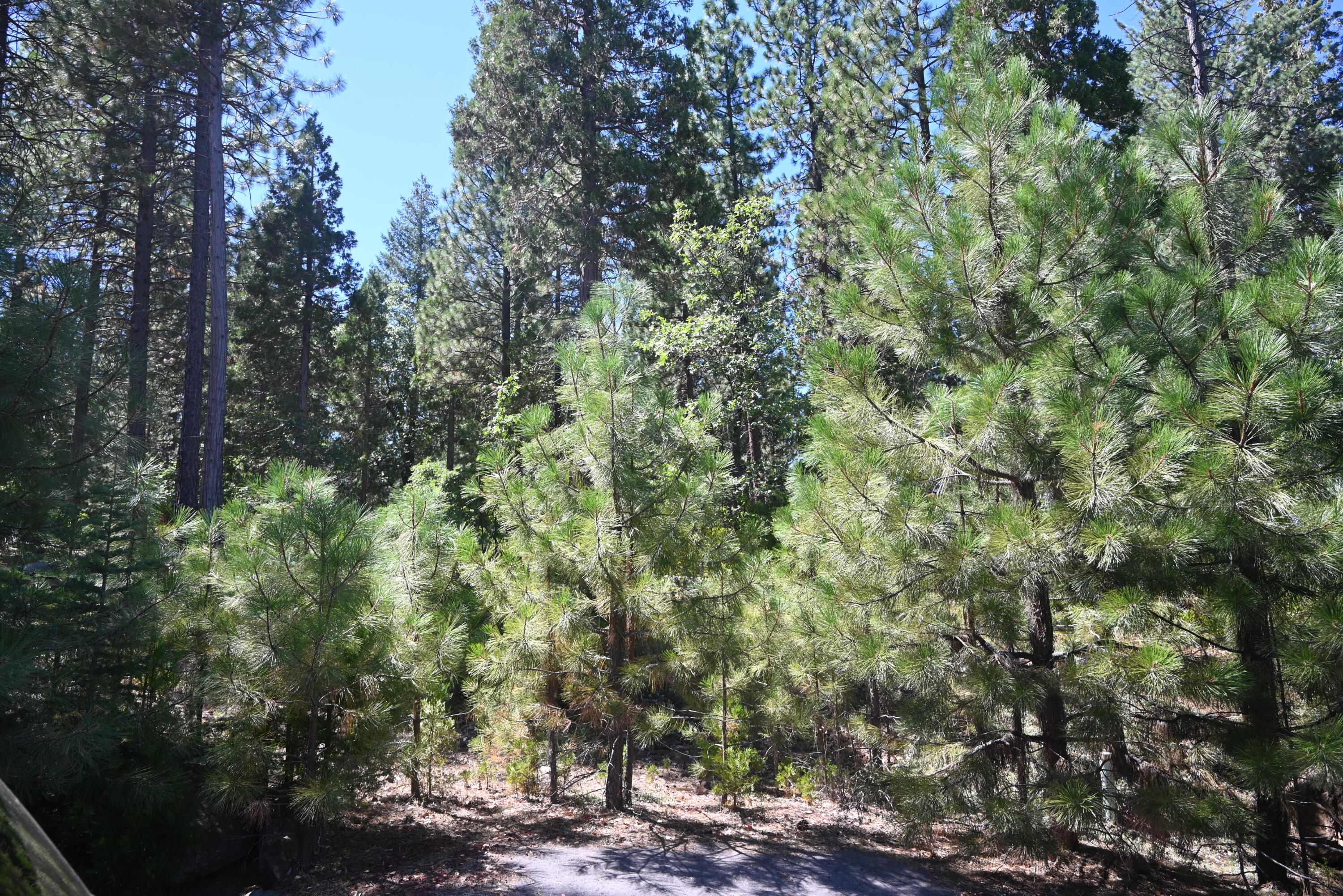 19 Chad Court Burney, CA 96013 - Photo 1 of 1 a view of a forest with large trees