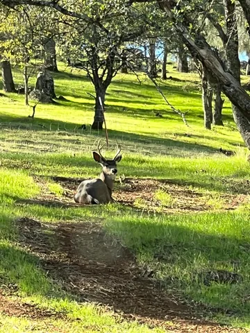 $1,100,000 | 6708 Riata Way, Angels Camp, CA 95222