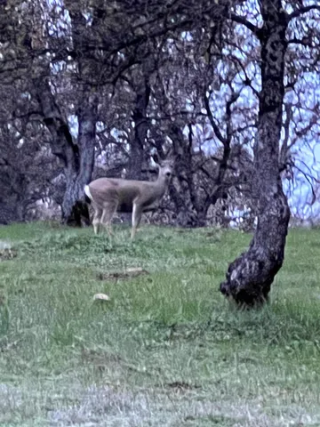 $1,100,000 | 6708 Riata Way, Angels Camp, CA 95222