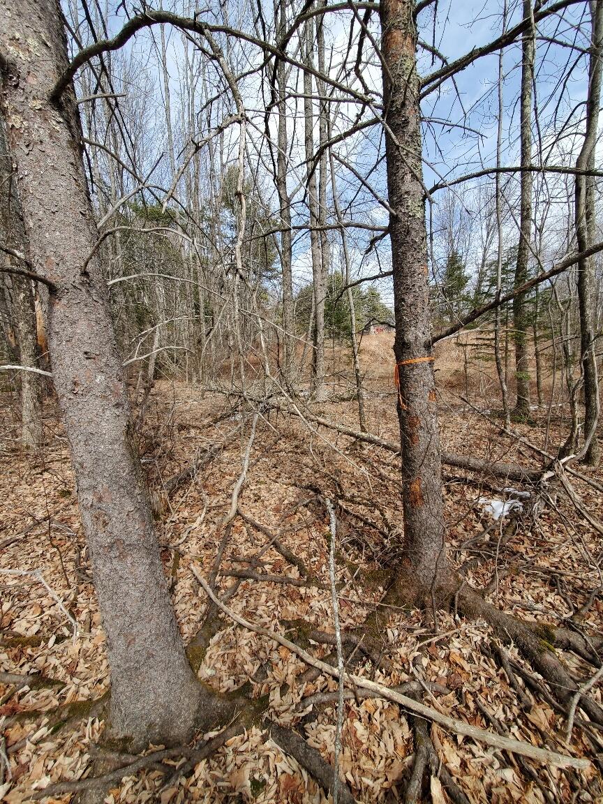 0 Burrough Road Dover-Foxcroft, ME 04426 - Photo 16 of 35 looking back towards road