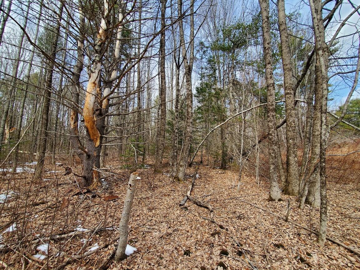 0 Burrough Road Dover-Foxcroft, ME 04426 - Photo 17 of 35 near back line & abutting property