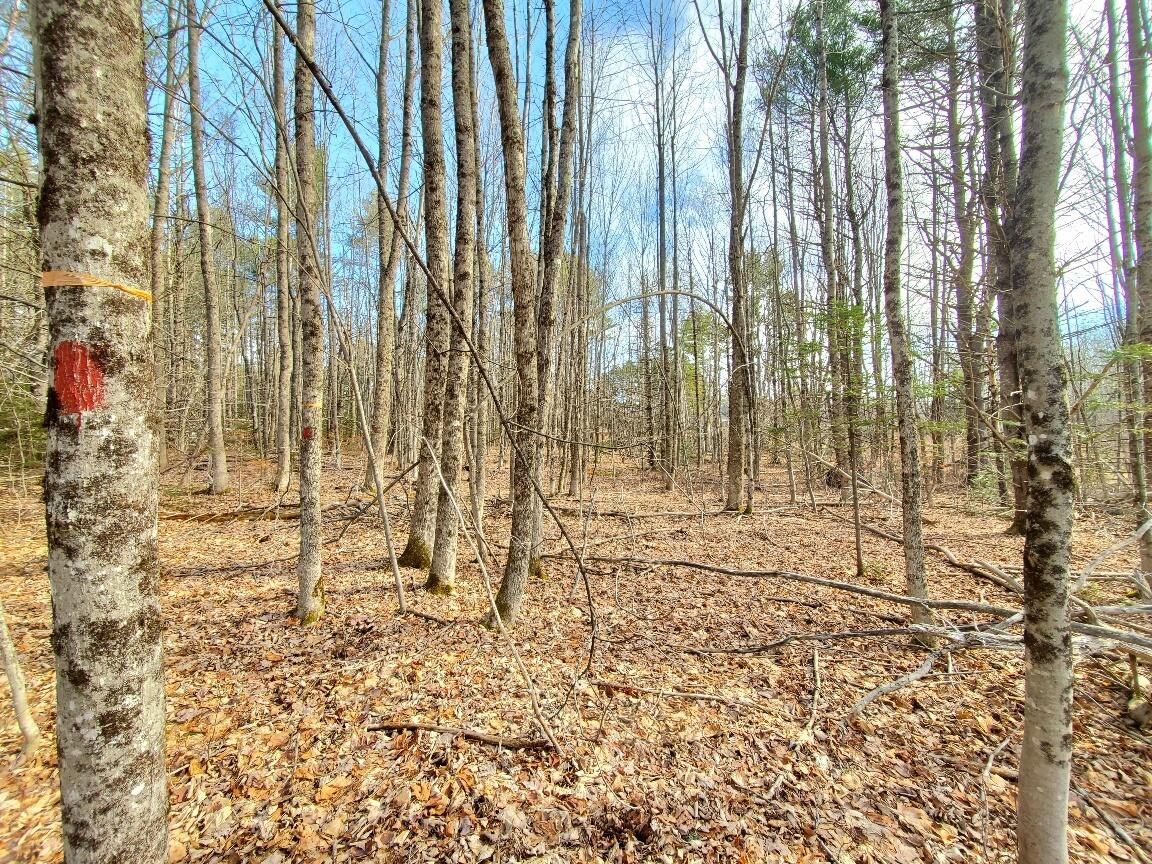 0 Burrough Road Dover-Foxcroft, ME 04426 - Photo 24 of 35 looking towards road