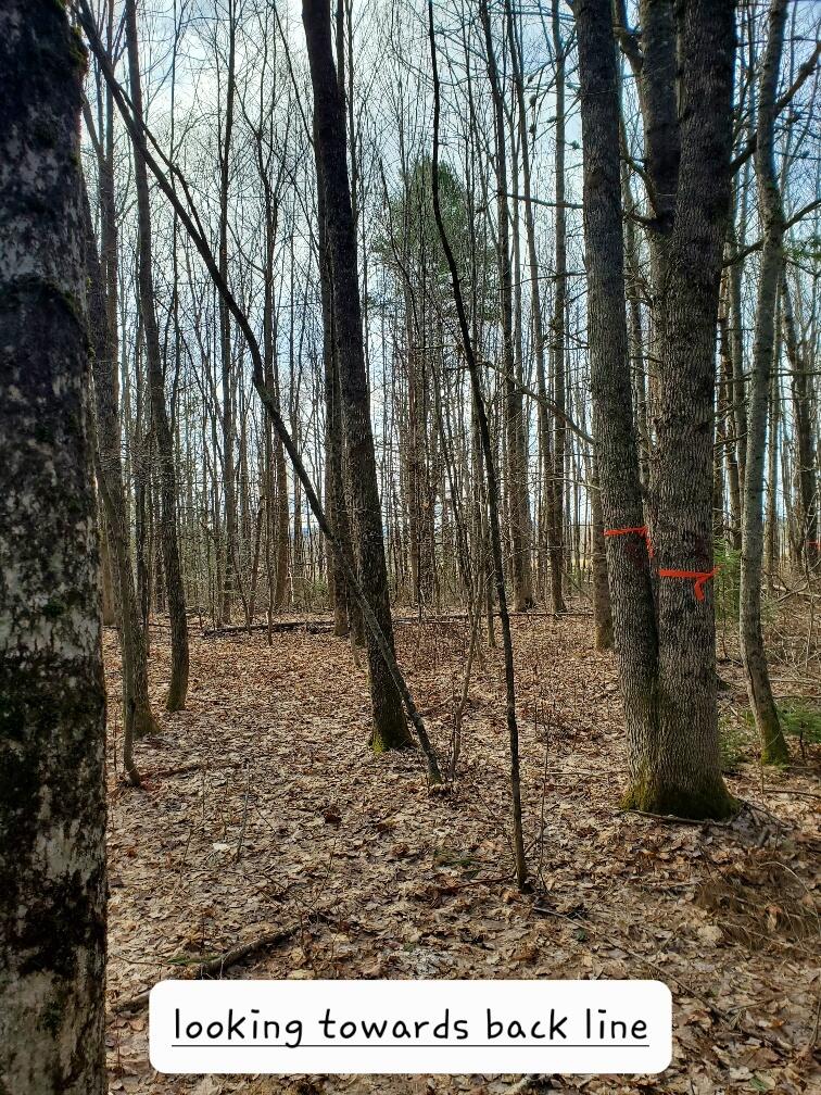 0 Burrough Road Dover-Foxcroft, ME 04426 - Photo 26 of 35 along blazed westerly line