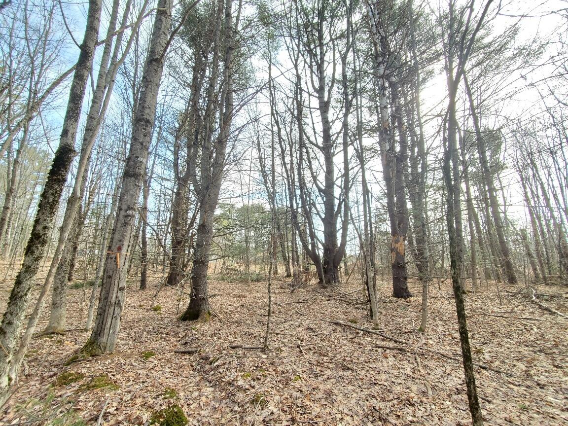 0 Burrough Road Dover-Foxcroft, ME 04426 - Photo 27 of 35 interior near road