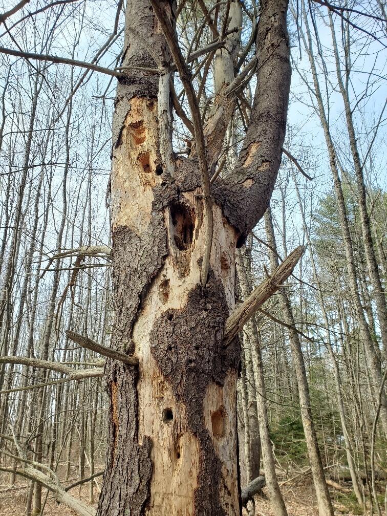 0 Burrough Road Dover-Foxcroft, ME 04426 - Photo 28 of 35 pileated woodpecker work