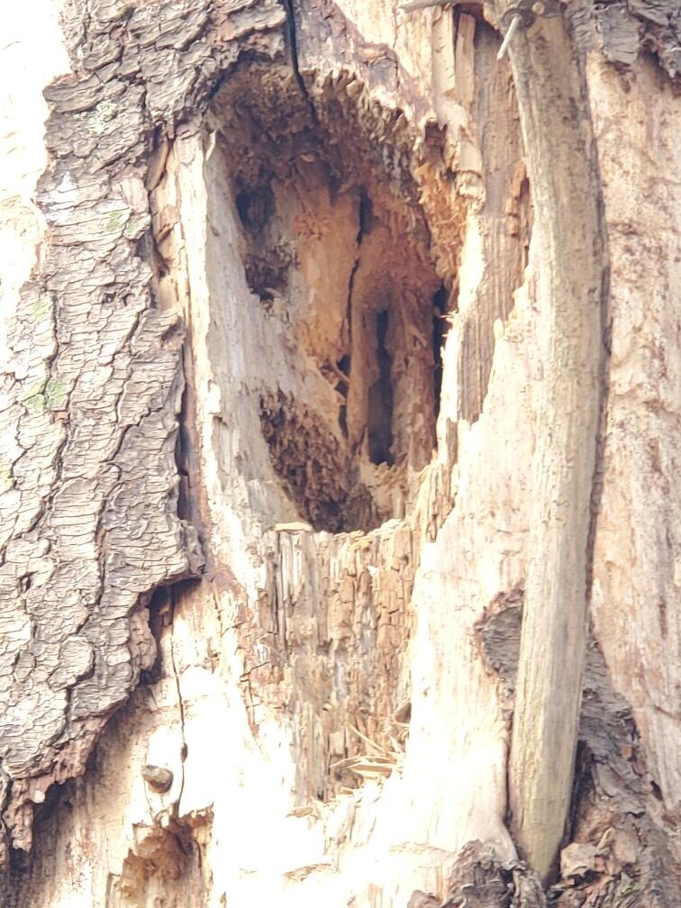 0 Burrough Road Dover-Foxcroft, ME 04426 - Photo 29 of 35 pileated woodpecker handywork