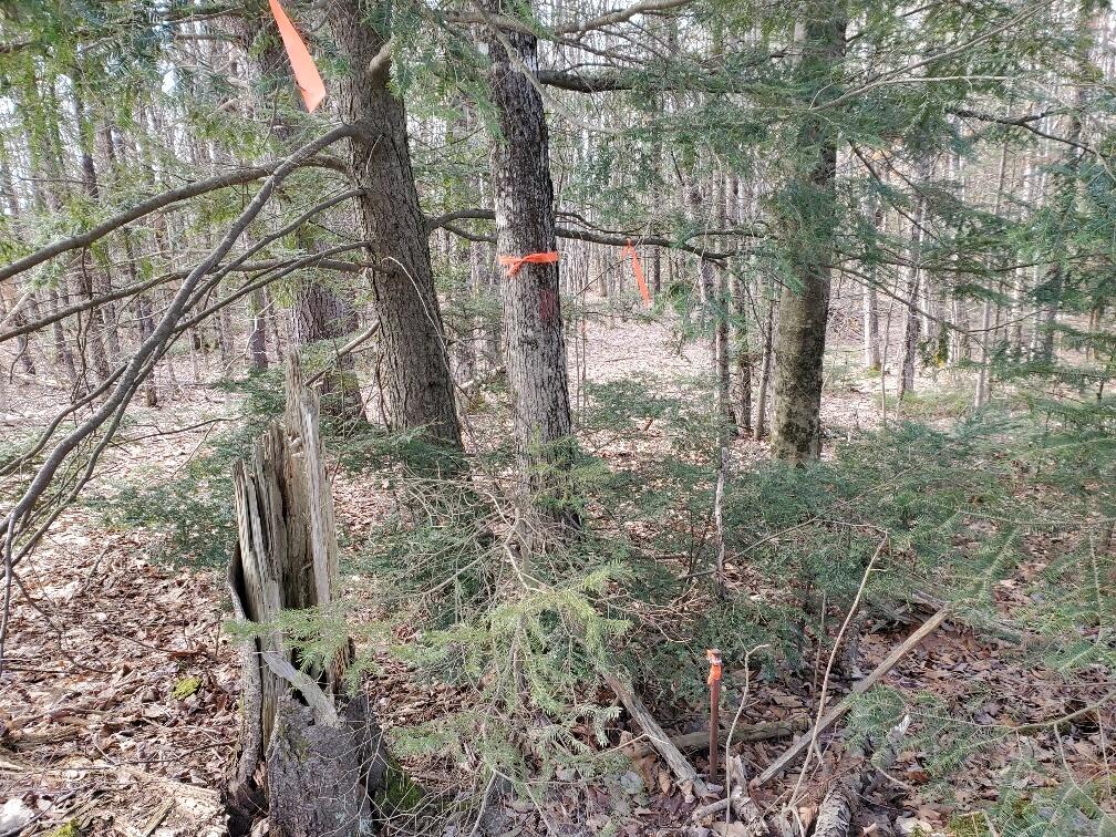 0 Burrough Road Dover-Foxcroft, ME 04426 - Photo 31 of 35 painted rerod at road side