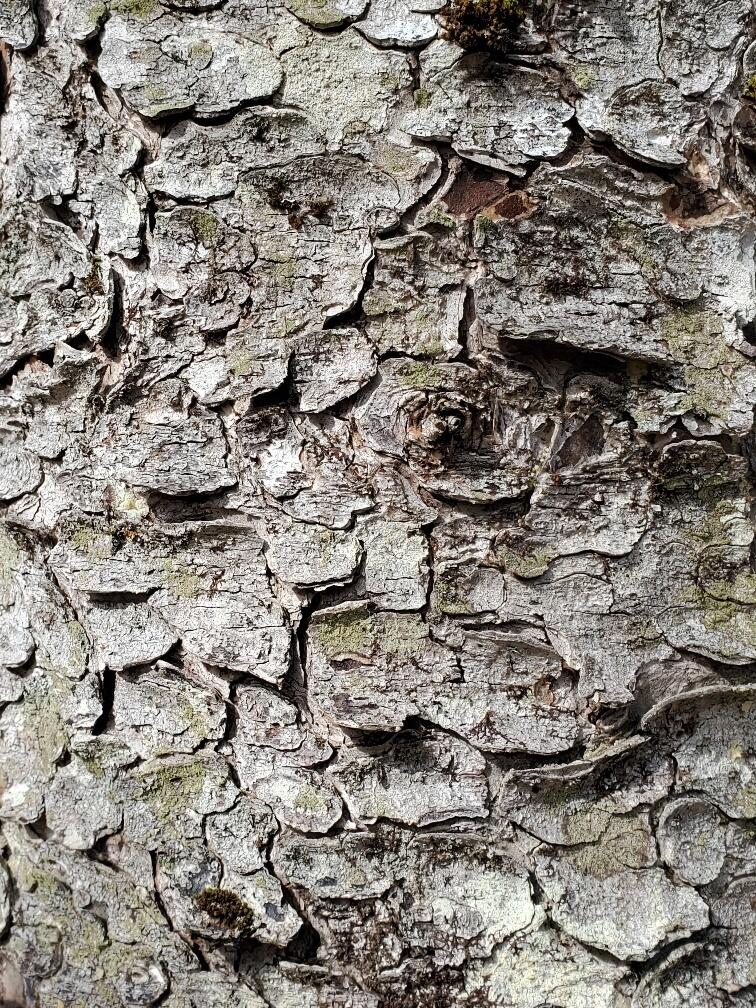 0 Burrough Road Dover-Foxcroft, ME 04426 - Photo 34 of 35 bark close-up
