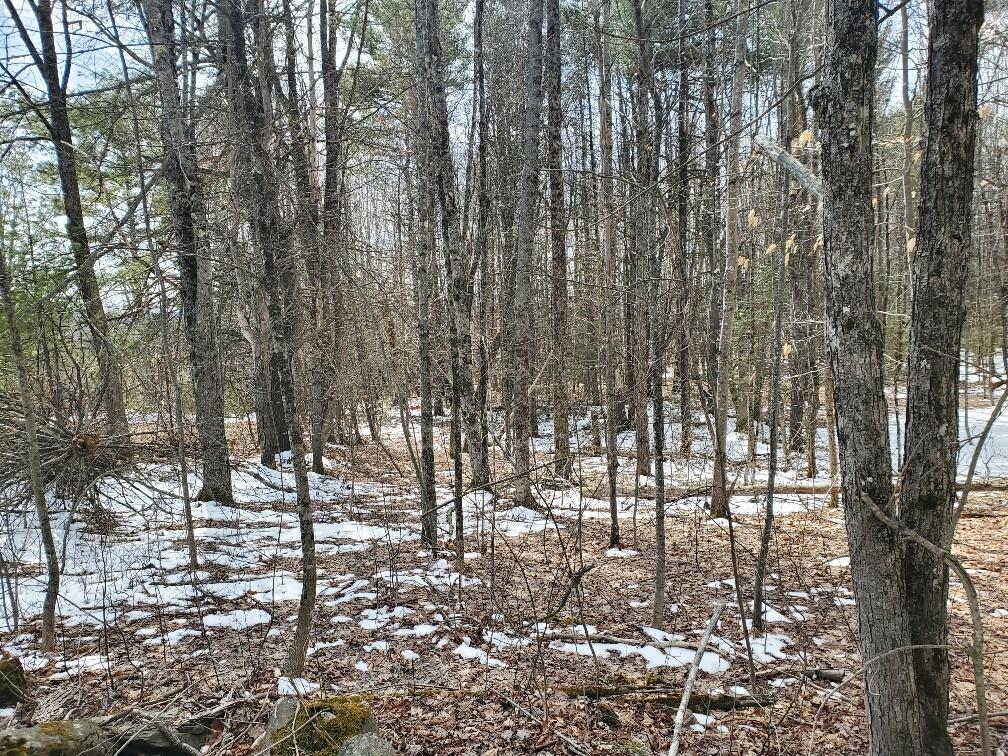 0 Burrough Road Dover-Foxcroft, ME 04426 - Photo 8 of 35 I think these woods were once pasture