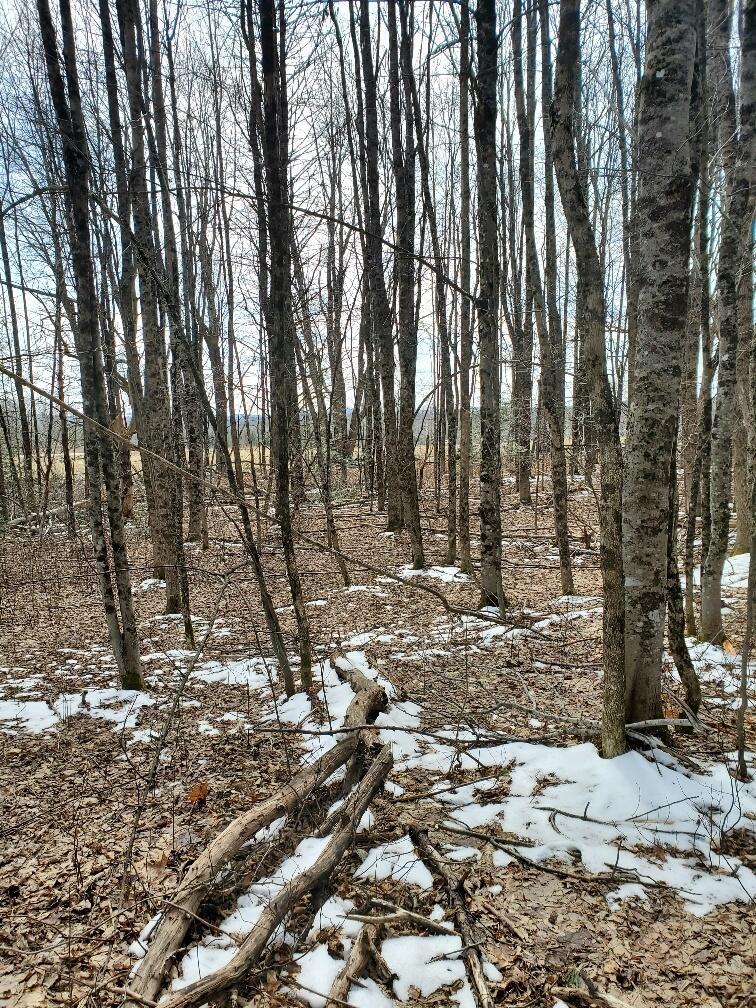 0 Burrough Road Dover-Foxcroft, ME 04426 - Photo 10 of 35 close to back line