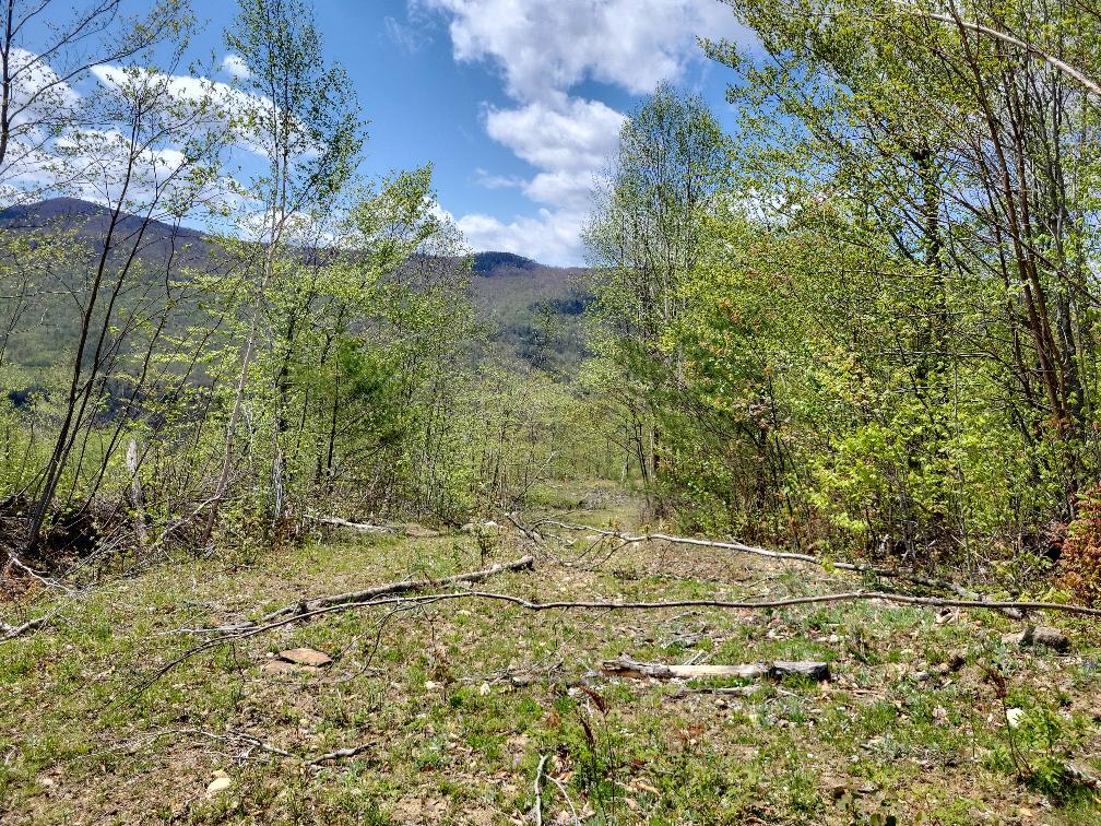 Lot 11 Swift River Road Byron, ME 04275 - Photo 15 of 72 photo_6cb71be4-2a6b-49d9-a36e-ee086cb0f0