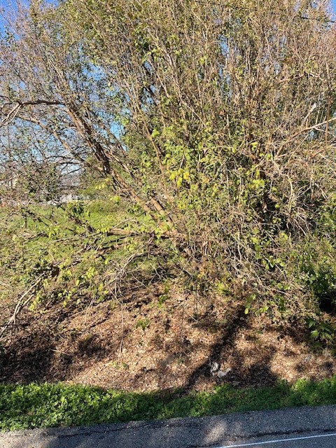 0 Cartersville Street Houston, TX 77029 - Photo 12 of 17 unknown