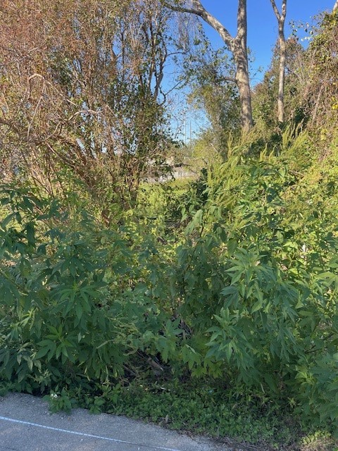 0 Cartersville Street Houston, TX 77029 - Photo 13 of 17 a view of a lush green forest with large trees